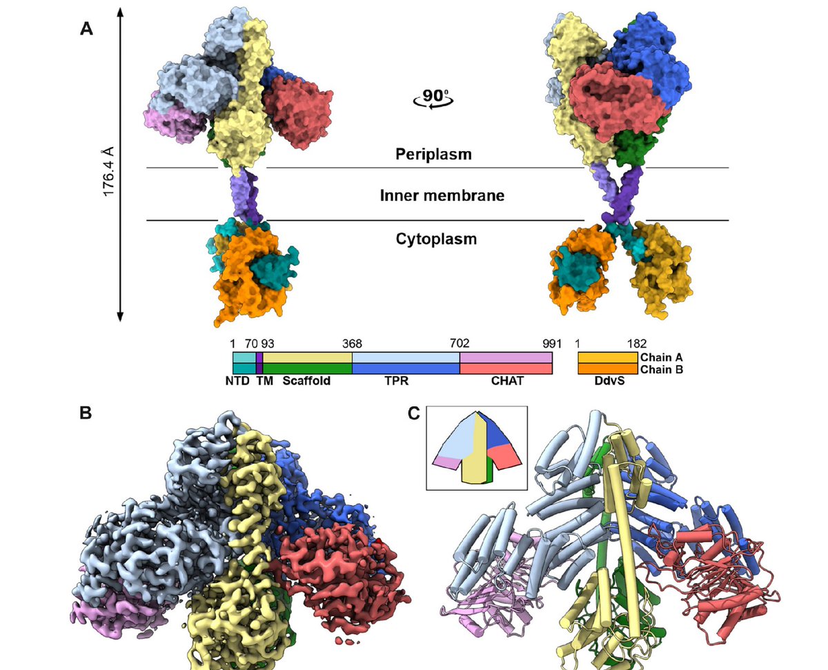 Ikerbasque (@ikerbasque) on Twitter photo 🔴<a href="/IgorTascon/">Igor Tascon</a> and Iban Ubarretxena <a href="/Ubarretxena/">Iban Ubarretxena</a> are co-corresponding authors of a paper pubished in <a href="/ScienceAdvances/">Science Advances</a> "Structural basis for regulation of a CBASS-CRISPR-Cas defense island by a transmembrane anti-σ factor and its ECF σ partner" Congrats! 🔴<a href="/IgorTascon/">Igor Tascon</a> and Iban Ubarretxena <a href="/Ubarretxena/">Iban Ubarretxena</a> are co-corresponding authors of a paper pubished in <a href="/ScienceAdvances/">Science Advances</a> "Structural basis for regulation of a CBASS-CRISPR-Cas defense island by a transmembrane anti-σ factor and its ECF σ partner" Congrats!