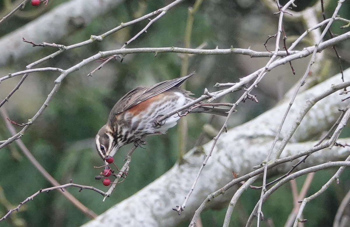 Lots of thrushes about today with some Redwing stopping off to refuel on the berries in the garden 😍