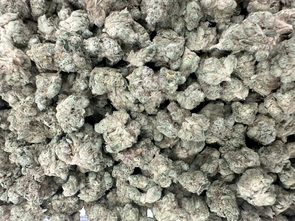 Major Bloom tweet media