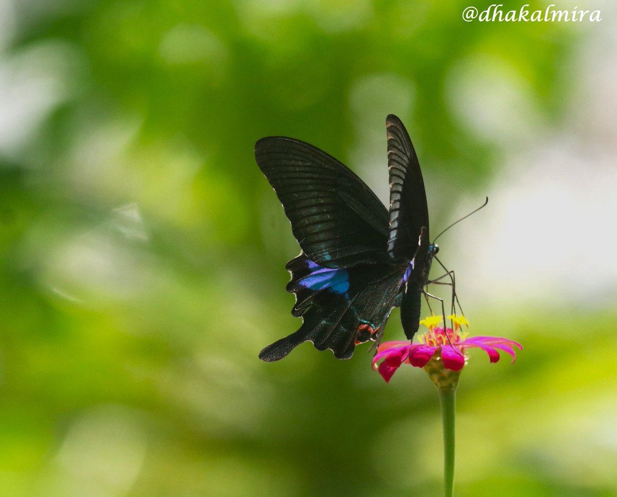 dhakalmira's tweet photo. #ButterfyDiaries #ButterflyPicture #TheJoyOfSmallThings #LittleHappiness #ButterfliesOfNepal https://t.co/oXOgOTgZKK