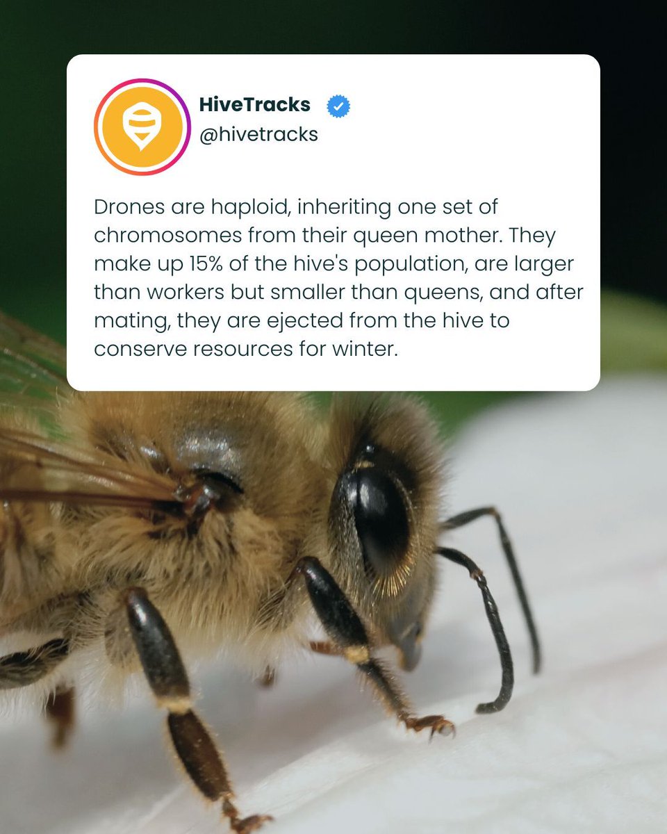 Drone appreciation post! 🐝♂️ Their time is short, but their role is vital. Thank you, drones, for your hard work this season!