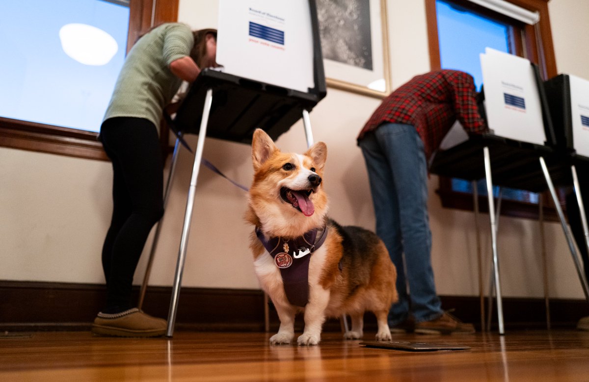 Daisy at a polling place in Cincinnati, Ohio. 

(Stephen Maturen/Getty Images)
