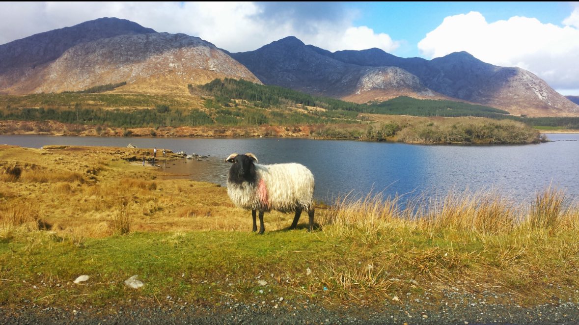 🌄✨ Throwback to this stunning summer moment in the Inagh Valley! 🐑 There's nothing quite like the peaceful beauty of nature and a curious sheep to brighten your day. Can’t wait to create more memories like this! 🌿💚 #InaghValley #SummerMemories #NatureLovers #SheepLife