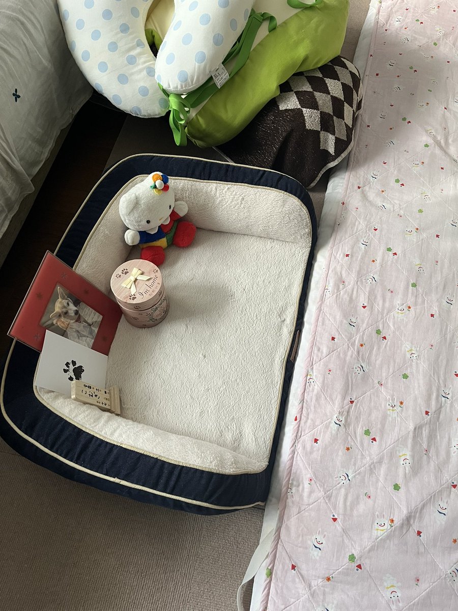 komugi16sai's tweet photo. 最後までママの隣で寝てました。しんどくなったらママはすぐ起きてくれました。

あたちは2歳からずっとリビングのソファで寝ていたけど、1年ちょっと前(15歳10ヶ月)からママはリビングにお布団を持って来て寝るようになりました。

あたちがソファから転がり落ちるかもしれないから心配になって。

落ちたらお布団とママがキャッチしてくれました。

でももう、リビングで寝なくていいです。今日から2階のベッドで寝てください。
