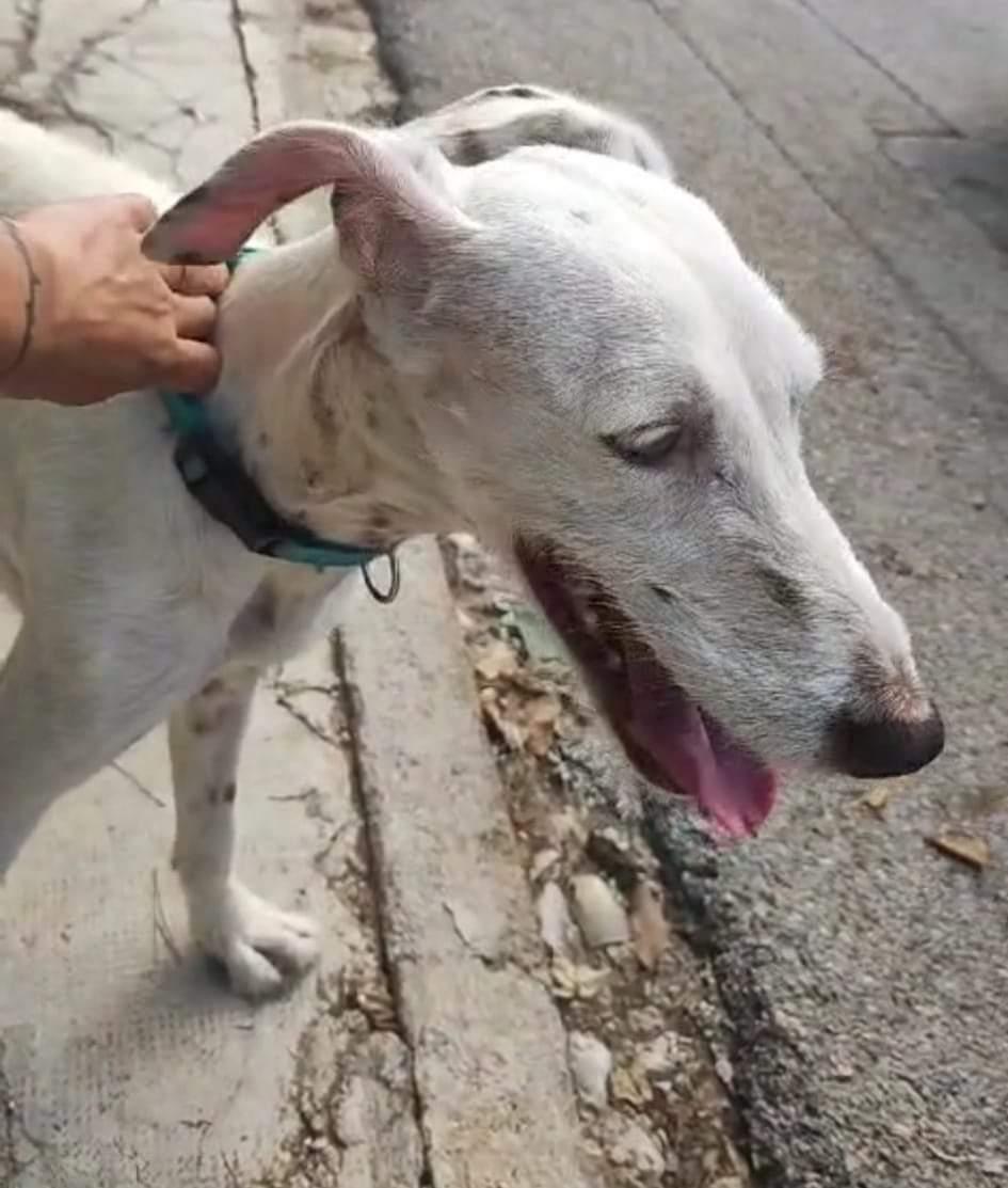 AsociacionADAT's tweet image. ¿ ALGUIEN LA #RECONOCE O LA #BUSCA ?
#ENCONTRADA EN #TORRENT, #VALENCIA POR UNA ALIMENTADORA FELINA.
MUY HAMBRIENTA.
A LA ESPERA DE COMPROBACIÓN DE CHIP.
EN EL COLLAR QUE LLEVA PARECE QUE SE LLAMA NÍA, LOS NÚMEROS DE TELÉFONO QUE APARECEN SON ILEGIBLES.
SE BUSCA...