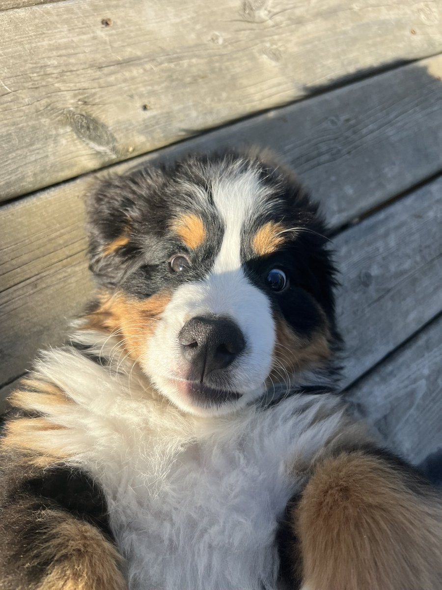 Bunsen, Beaker, Bernoulli & Brix tweet media