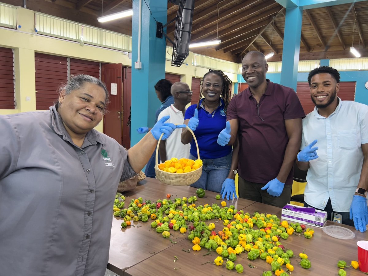 FAO in the Caribbean (@faocaribbean) on Twitter photo 🤝 Regional collaboration in action! Experts from <a href="/CARDIcaribbean/">CARDI Caribbean</a> and the Cocoa Research Institute shared technical insights in plant breeding to improve Jamaica’s hot pepper production. Together, we are building a resilient, high-quality value chain🇯🇲. 🤝 Regional collaboration in action! Experts from <a href="/CARDIcaribbean/">CARDI Caribbean</a> and the Cocoa Research Institute shared technical insights in plant breeding to improve Jamaica’s hot pepper production. Together, we are building a resilient, high-quality value chain🇯🇲.