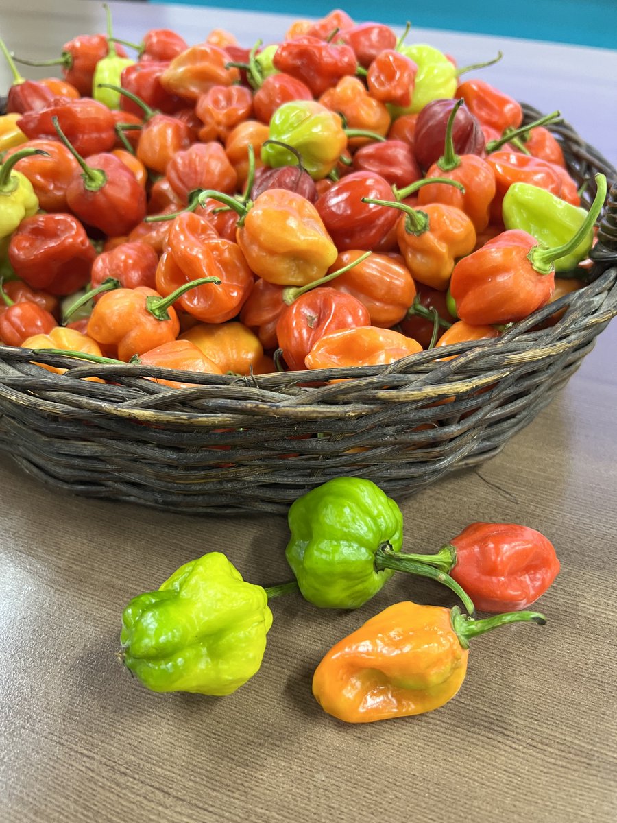 FAO in the Caribbean (@faocaribbean) on Twitter photo 📈 By enhancing skills in genetic purity and breeding techniques, <a href="/wto/">WTO</a> <a href="/CARDIcaribbean/">CARDI Caribbean</a> FAO and <a href="/moafjm/">Min. of Agriculture, Fisheries & Mining, Jamaica</a> are setting Jamaica’s hot pepper industry on a path to more success! With new equipment and empowered producers, the heat is on for Jamaican hot peppers! #BetterProduction #STDF 📈 By enhancing skills in genetic purity and breeding techniques, <a href="/wto/">WTO</a> <a href="/CARDIcaribbean/">CARDI Caribbean</a> FAO and <a href="/moafjm/">Min. of Agriculture, Fisheries & Mining, Jamaica</a> are setting Jamaica’s hot pepper industry on a path to more success! With new equipment and empowered producers, the heat is on for Jamaican hot peppers! #BetterProduction #STDF