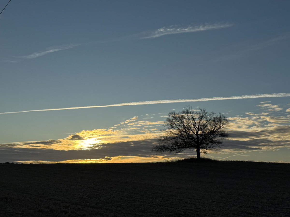 carolzollinger's tweet image. Good morning. 

#BeTheTree