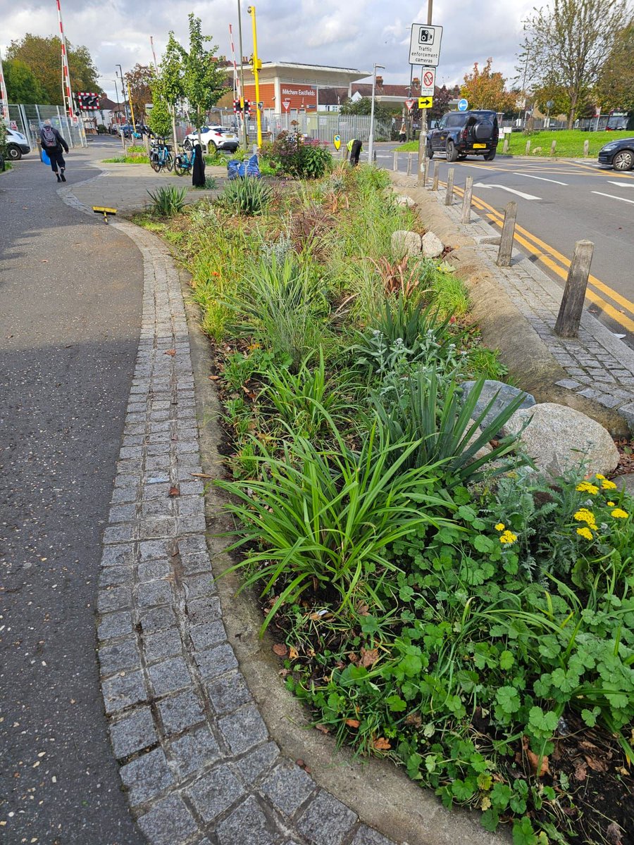 Meristem Design tweet media