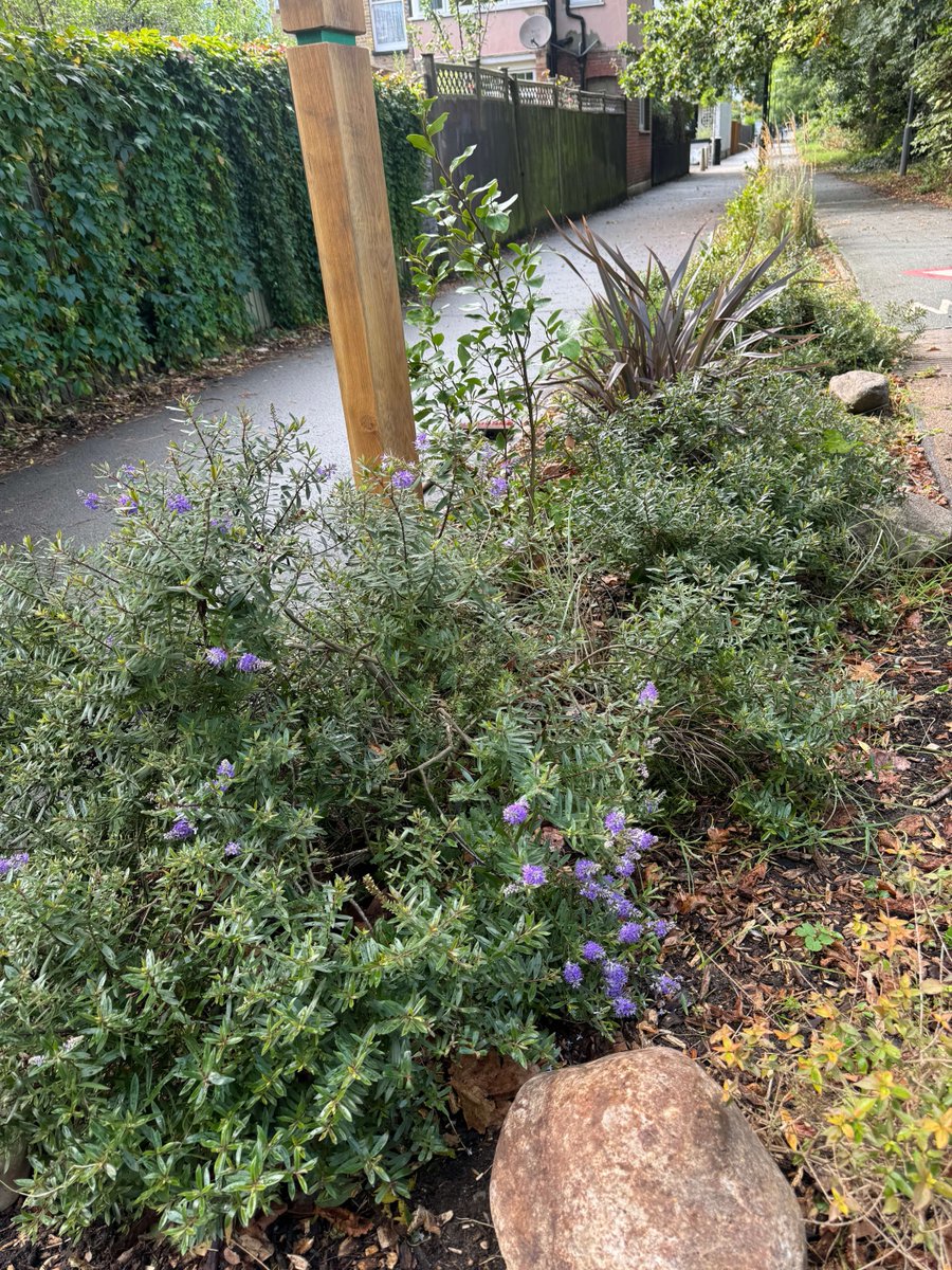 Meristem Design tweet media