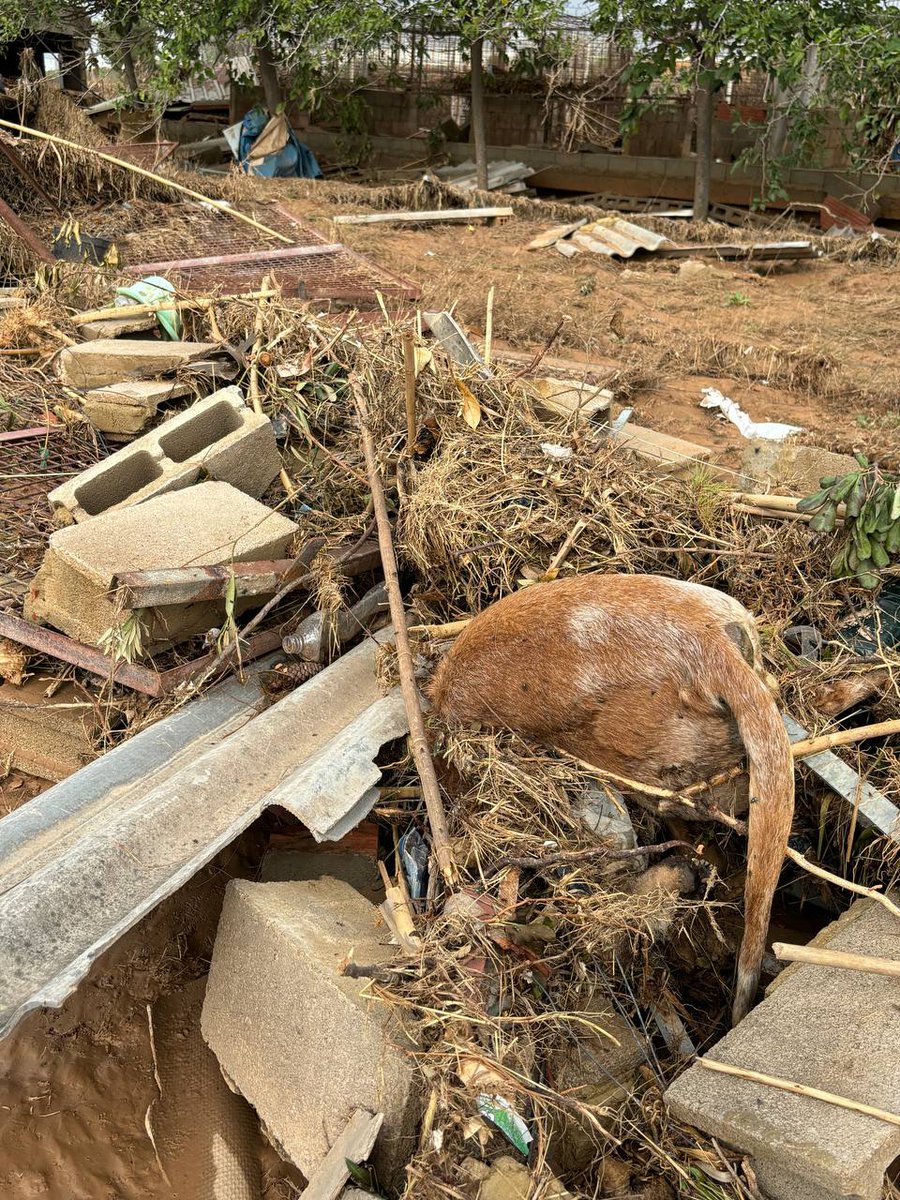 ruben_prz's tweet image. Perros de caza abandonados ante la DANA...

Esto es el "gran respeto" de los escopeteros, tener a los animales en caniles ridículos durante toda su vida y al final sucede esto.

🤳 @AnimaNaturalis