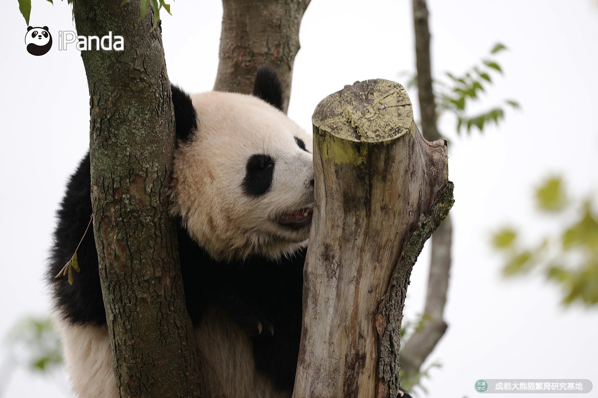 ipandacom's tweet image. When you are not camera-ready but your friends think you are... （Jin Dou）
為什麼要在我還沒做好準備時拍照呀？（金豆）

#PandaLove #fyp #panda #PictureOfTheDay #PandaPic #ChengduPandaBase #HowGiantPandasGrowUp

For more panda information, please check out: en.ipanda.com