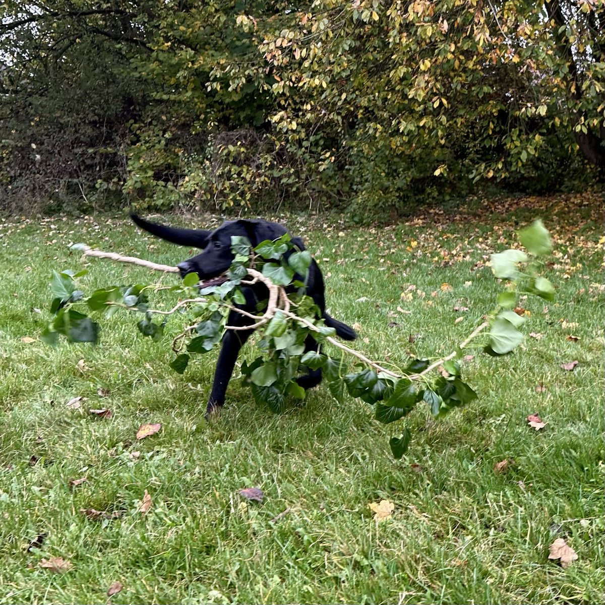 kwoade's tweet photo. On manoeuvres #whatdog https://t.co/YzJJCSYDM1