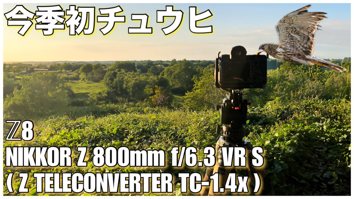 猛禽のシーズンが幕開けしました☺️

【野鳥撮影】今季初のチュウヒを狙いに - Z8 × NIKKOR Z 800mm f/6.3 VR S × TC-1.4x - youtu.be/nrdb_gQQZko?si… <a href="/YouTube/">YouTube</a>より