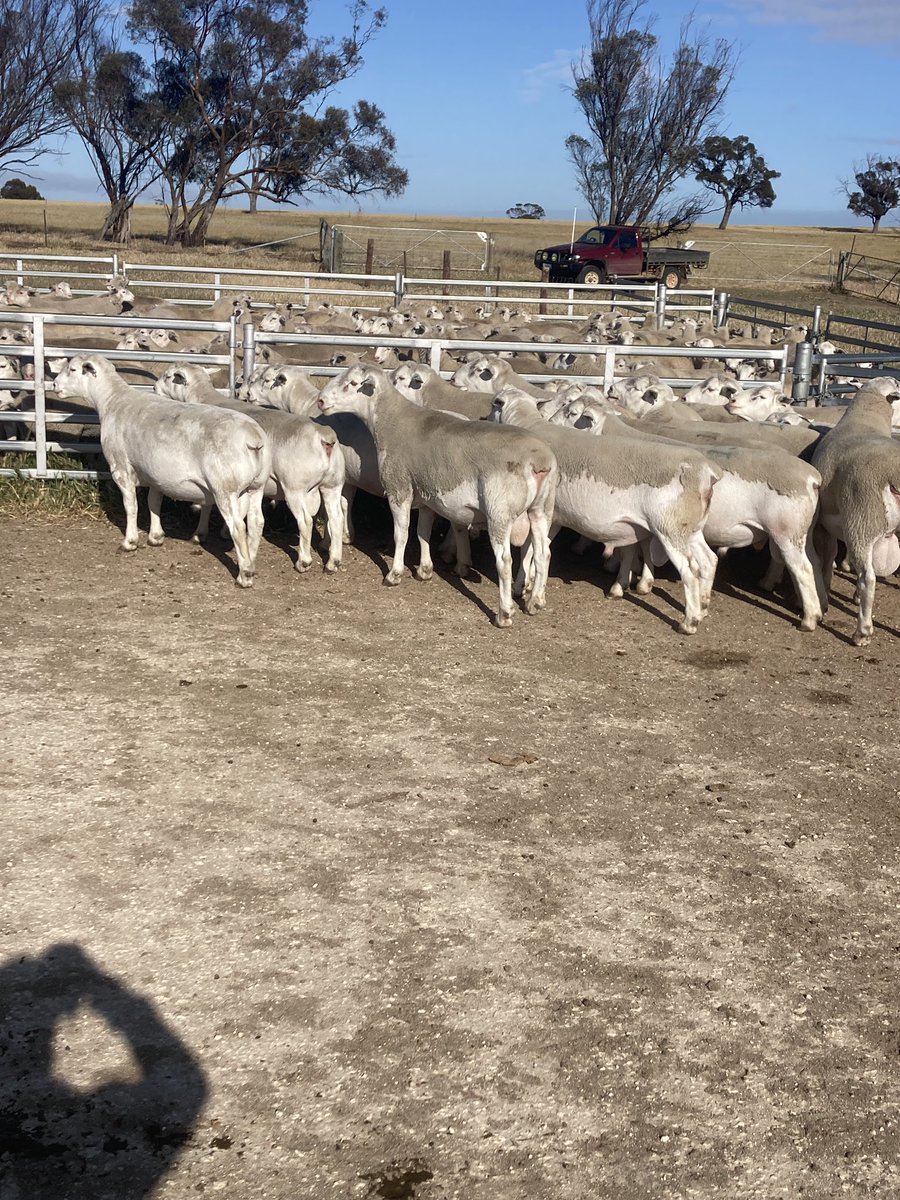 Ultrawhite x White Suffolk rams still available 
These rams are Hypo vigour specialists well worth a look at to add to your existing shedding flock or tighten up the skins on your composites flocks 

Brucellosis free
Lambplan
OJD vacc 
Contact damo for more information