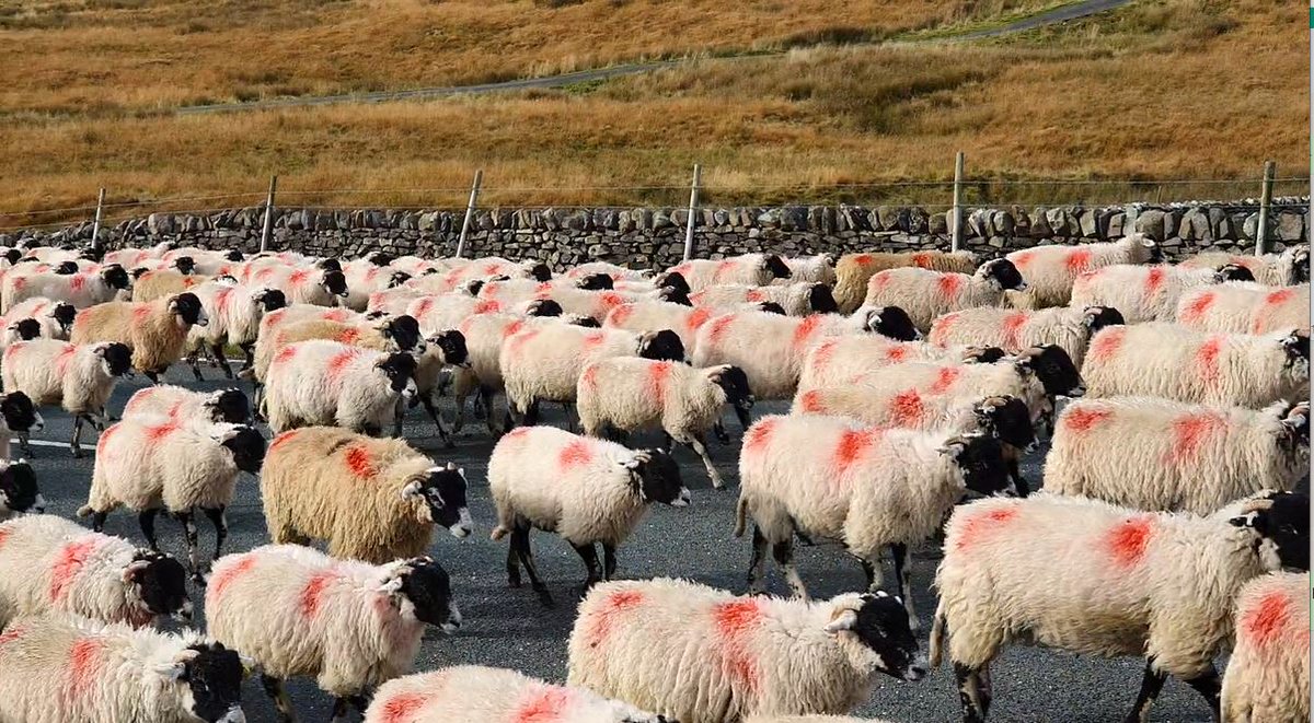 Jacquelyn Allen-Collinson 🏞️🌼🇪🇺🎸 tweet media