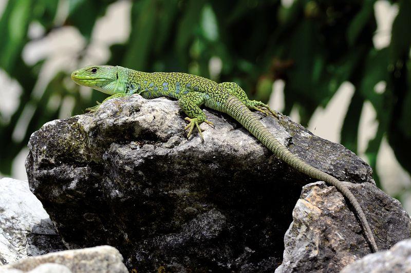 🦎 Des gîtes 4 étoiles pour le Lézard ocellé ! 🌟🌟🌟🌟

Ils ont été installés dans la carrière de schiste de St Germain de Calberte. 

Objectif : offrir des espaces pérennes dans un environnement régulièrement remodelé.

Notre article :
👉 cevennes-parcnational.fr/fr/actualites/…