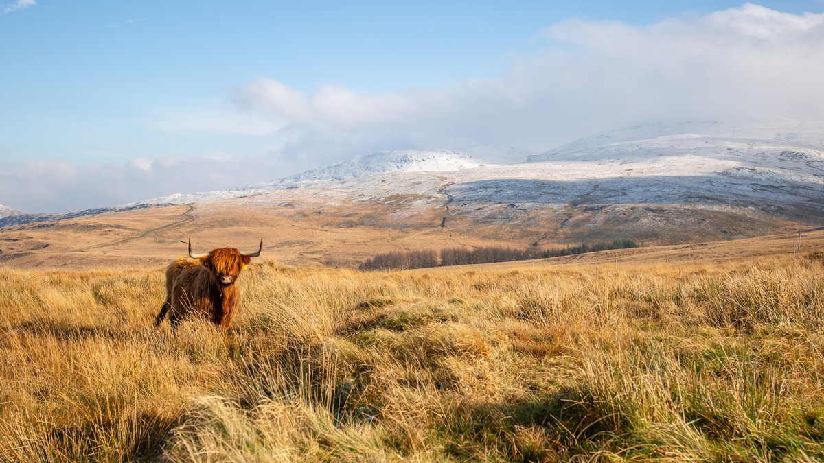 Natur Cymru (@naturcymru) on Twitter photo Yn ein rhifyn cyfredol ni, mae <a href="/bardseyben/">Ben Porter</a> yn ysgrifennu am waith Tir Canol – y gwersi a ddysgwyd a chyfleoedd newydd ar gyfer cadwraeth ar raddfa tirwedd yng nghanolbarth Cymru.
I danysgrifio a darganfod mwy: bit.ly/NaturCymru2024
📷Ben Porter Yn ein rhifyn cyfredol ni, mae <a href="/bardseyben/">Ben Porter</a> yn ysgrifennu am waith Tir Canol – y gwersi a ddysgwyd a chyfleoedd newydd ar gyfer cadwraeth ar raddfa tirwedd yng nghanolbarth Cymru.
I danysgrifio a darganfod mwy: bit.ly/NaturCymru2024
📷Ben Porter