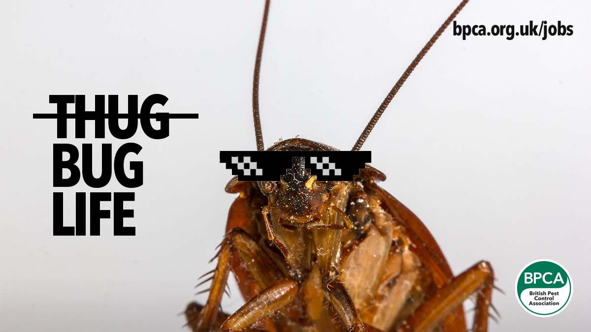 LOOKING FOR A NEW CAREER? ✨ New jobs get added to the BPCA Jobs Board every week. Check it out, start 2025 off fresshhhh. 

buff.ly/3YgjbXF

#PestControl #Jobs #Careers