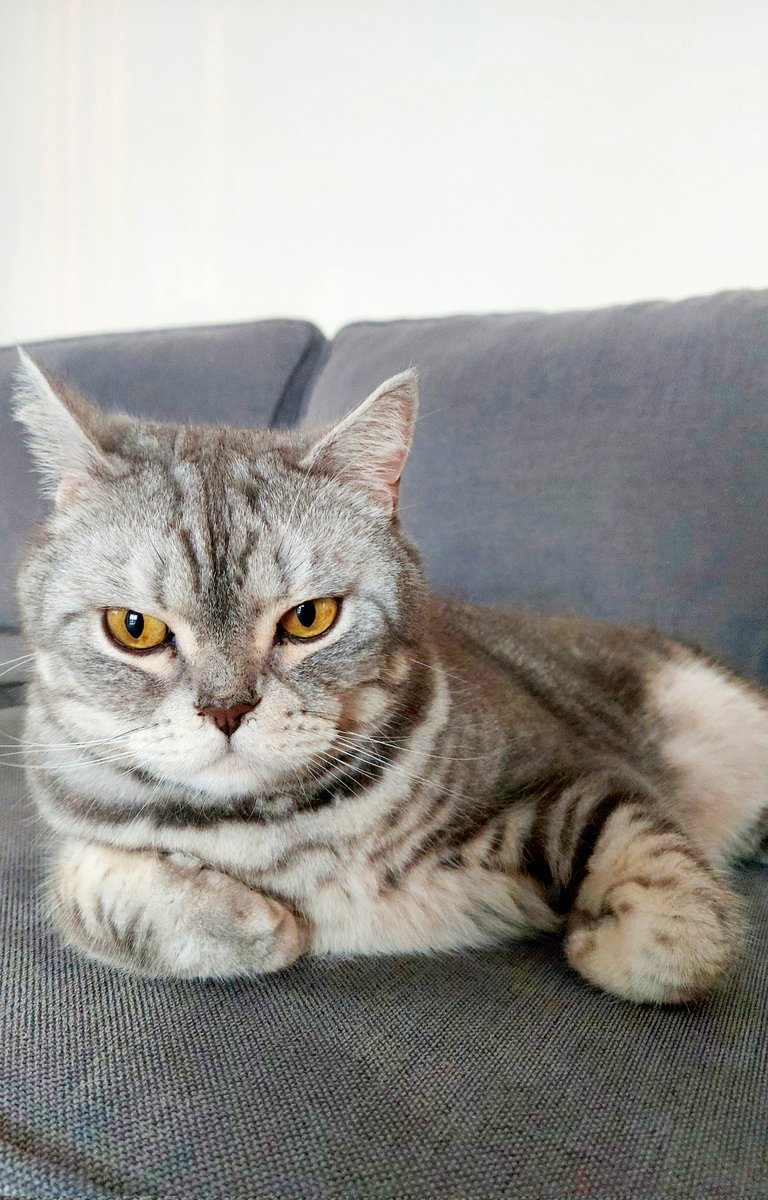 senatomar's tweet image. Pati 🐱