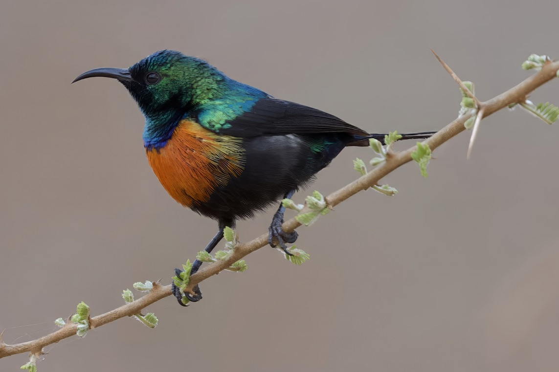 How and why does #SexualSelection vary geographically? <a href="/ra_barber/">Rob Barber</a> <a href="/ja_tobias/">Joe Tobias</a> &amp;co study 10,671 #bird species, revealing that avian sexual selection varies latitudinally, is explained by temperature seasonality &amp; other #climate-related factors #PLOSBiology plos.io/4fixxjC
