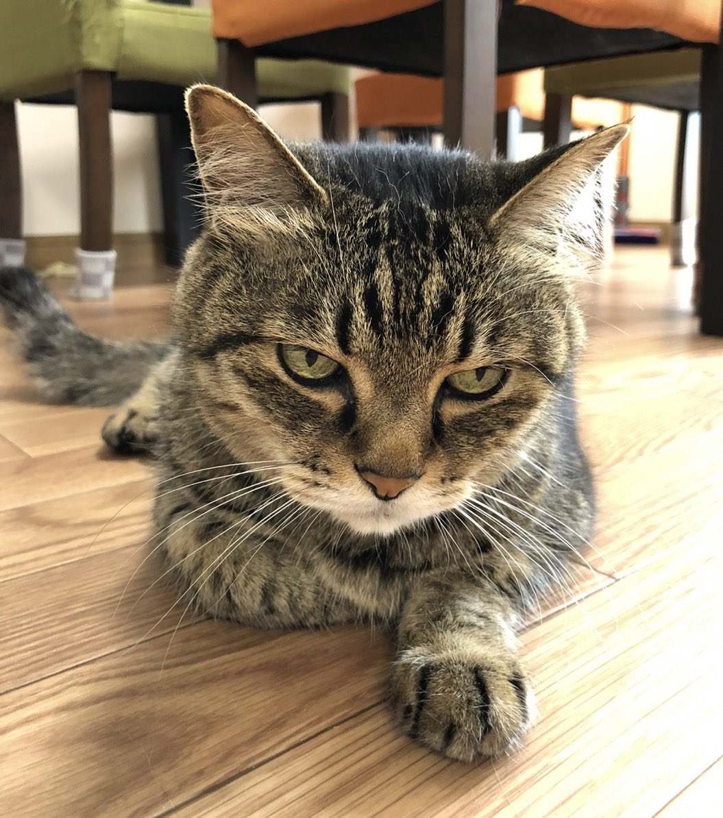 猫部長 tweet media