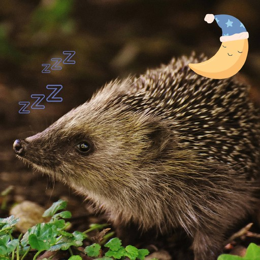 Wild East Devon (@wildeastdevon) on Twitter photo Remember, remember... to check for hedgehogs on the 5th of November! π π¦
Learn about #hedgehog hibernation Hibernation series: Hedgehogs (wildeastdevon.co.uk)
<a href="/eastdevon/">East Devon District Council</a> #bonfirenight Remember, remember... to check for hedgehogs on the 5th of November! π π¦
Learn about #hedgehog hibernation Hibernation series: Hedgehogs (wildeastdevon.co.uk)
<a href="/eastdevon/">East Devon District Council</a> #bonfirenight