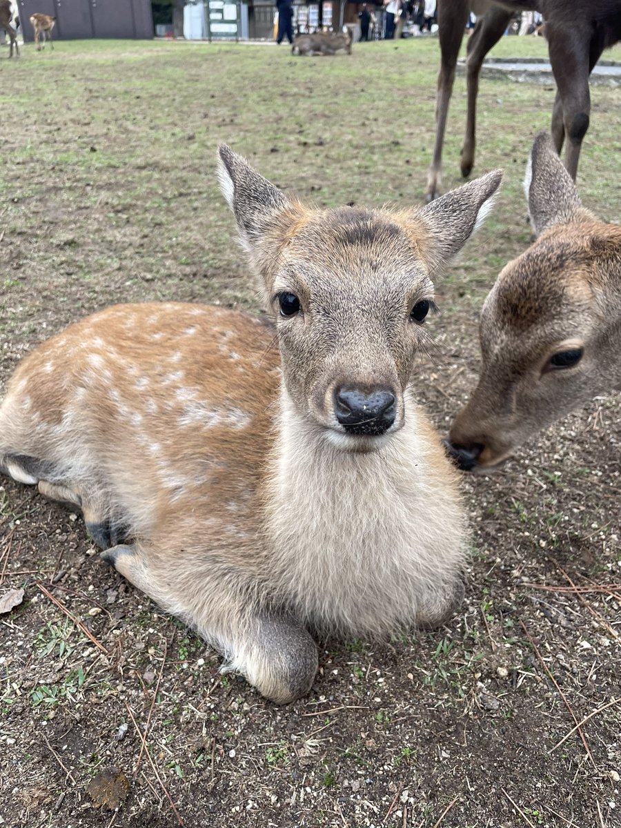 hezuruy's tweet photo. 【ご報告】
この子達が可愛いすぎて奈良公園に行くのが楽しみになっています。
もうすぐパトロールを始めて4ヶ月が経ちます。
未だに偽善者だとか言われますが自分は本気で中国人からこの子達を守りたい一心で活動しています。
引き続きフォロー拡散で応援よろしくお願いします。 https://t.co/nHthPwW4xU