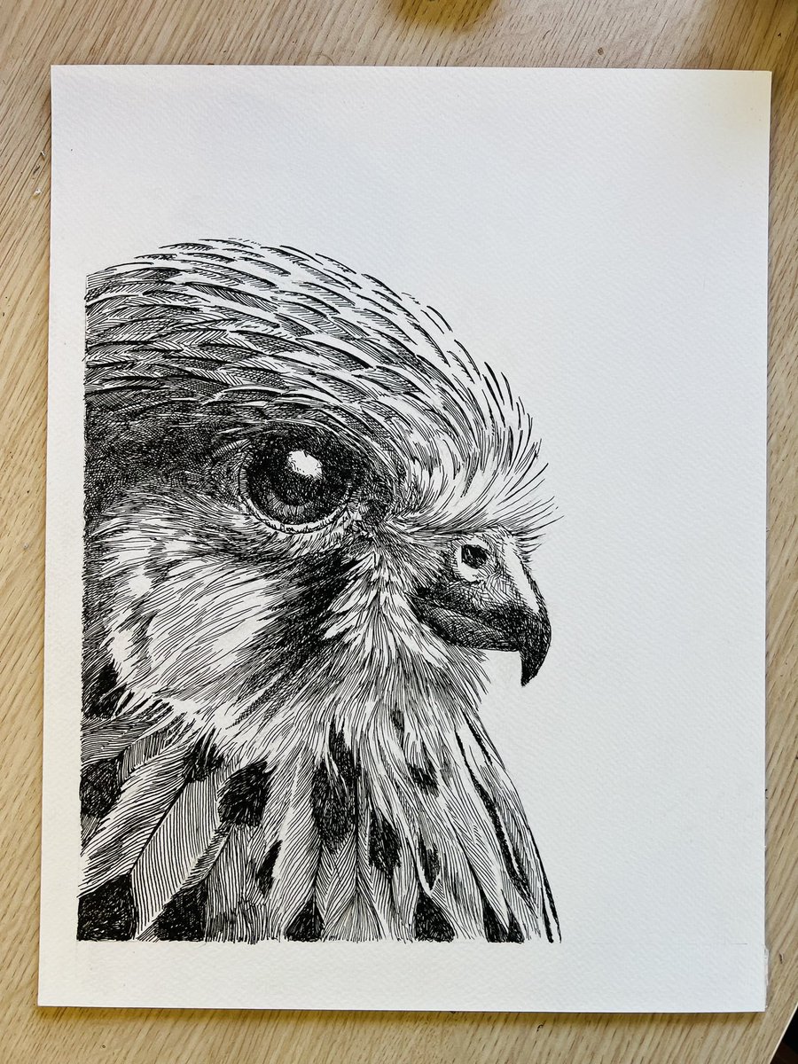 Tekening gemaakt. Het is een torenvalk 
Ik maakte hem voor de liefhebber, die ik nog vinden moet. 

‘In afwachting’
35 x 27 cm
Vulpeninkt op papier

Retweet is lief.