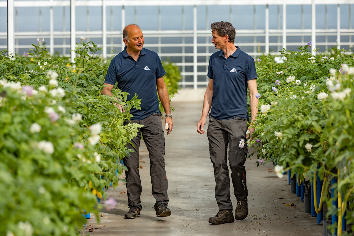 Breeding resistant potato varieties such as the Next generation varieties with late blight resistance, is a key objective of Agrico Research’s breeding program.

Read more in our Potato Variety Days ebook: hubs.ly/Q02WpZ-m0 #PotatoVarietyDays24 <a href="/sayagrico/">Agrico</a>