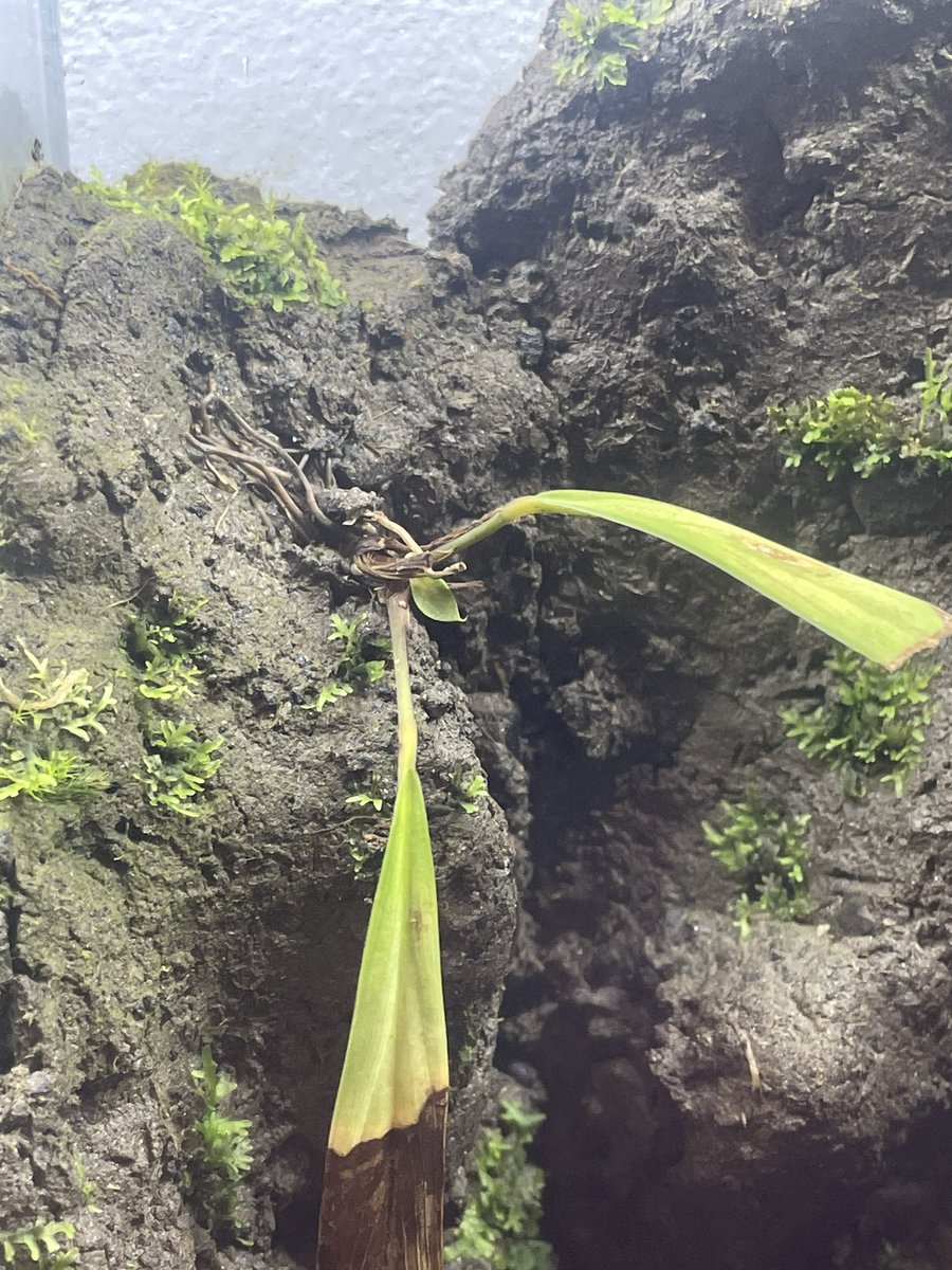 アンスリオイデスから新葉が😍
ウレシイデス