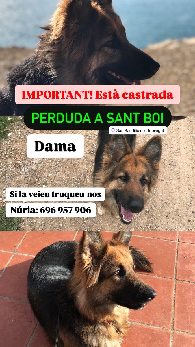 Hem perdut a la nostra gossa a Sant Boi, barri Marianao i estem molt preocupats. Podeu compartir-ho si us plau?

IMPORTANT! ESTÀ CASTRADA I PORTA XIP! #SANTBOI