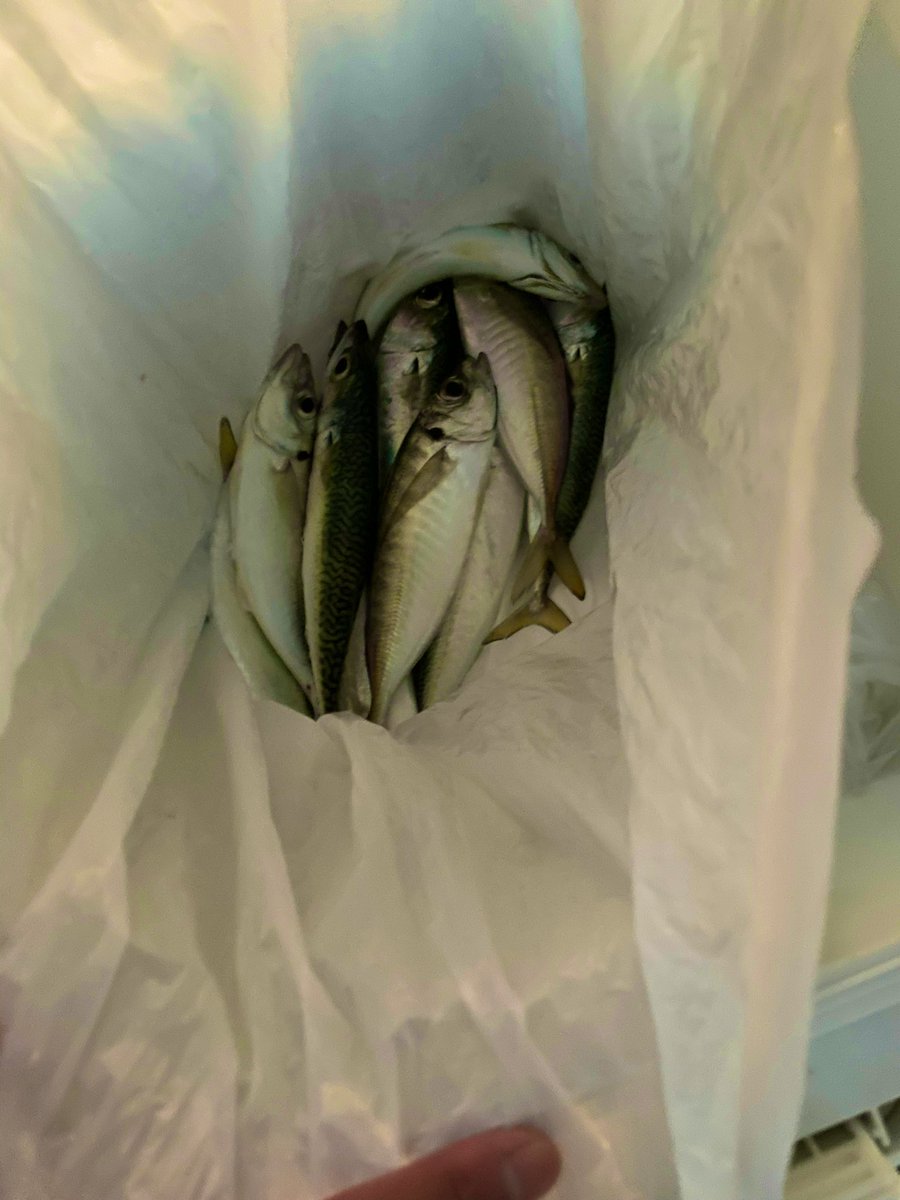 朝まずめからお昼前にかけてのアジは、ムロアジ。それを泳がせして、45〜90cmのブリ(ヤズ)が上がっています。また、タイも良いサイズが上がっています。
夕刻のアジは、マアジですが群れが小さく
15〜30分でまります。時間帯によって
狙いを決められれば良いかもしれません。