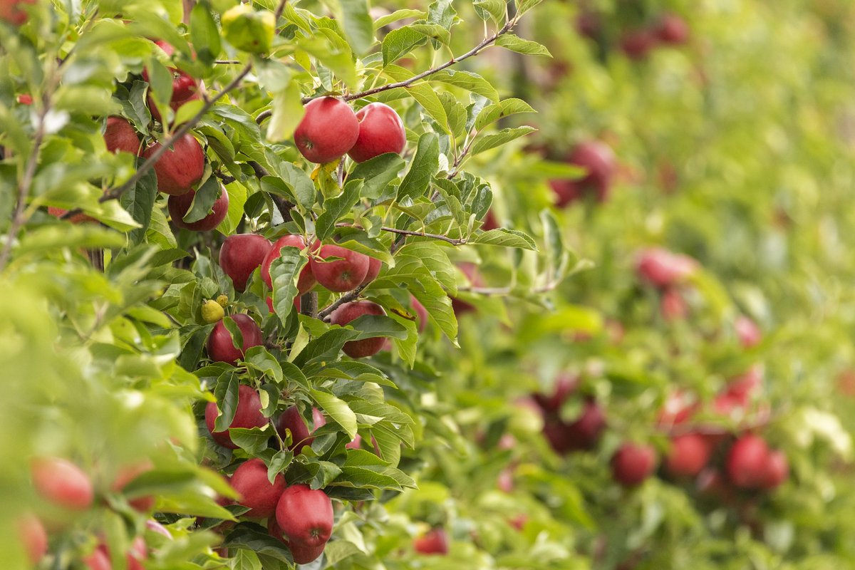 Has the government fully considered the consequences of its recent budget decisions?

- The price of home-grown food will rise
- Home-grown food production will fall
- Climate change means imports are a less viable solution

Let me explain …

britishapplesandpears.co.uk/save_british_f…