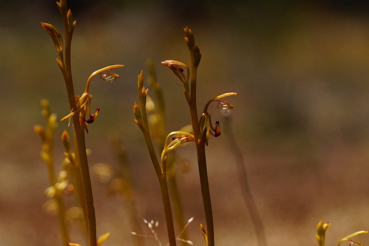 The granite outcrop specialist! #Spiculaea ciliata! Most of the moss beds have dried up, but these tough orchids are flowering up a storm on Mt Cooke! Living off their succulent flower stems! #Orchidaceae