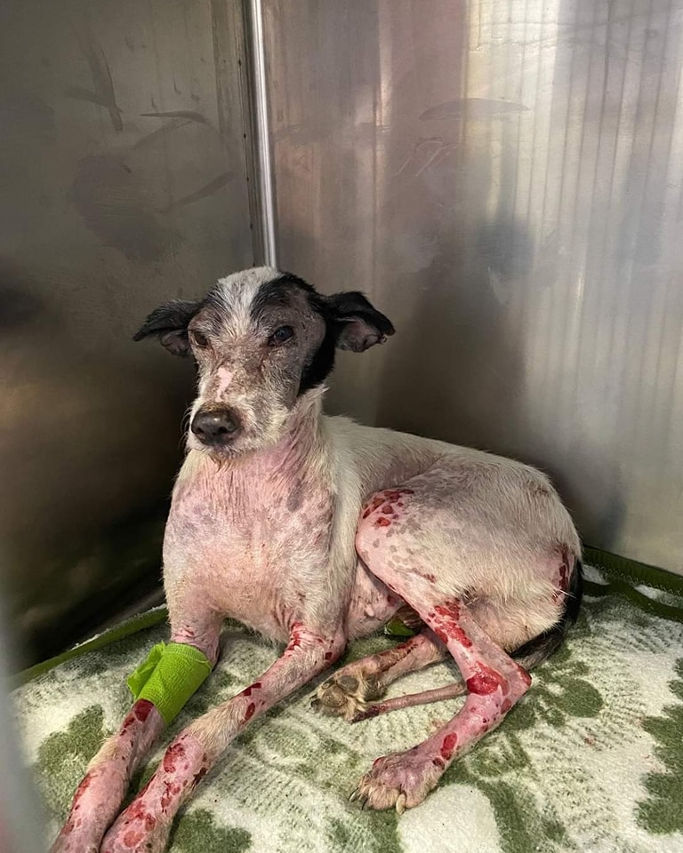 plataforma_NAC's tweet image. Os presentamos a Toby, rescatado por ALMA Rescate Animal
Ahora nos toca a nosotros ser su luz, la que otros le arrebataron y querían arrebatar
Concepto: TOBY
Paypal: almarescateanimalzgz@gmail.com
💚Teaming:  teaming.net/asociacionprot…

#NoAlaCaza #VictimasDeLaCaza #LaVerdadDeLaCaza