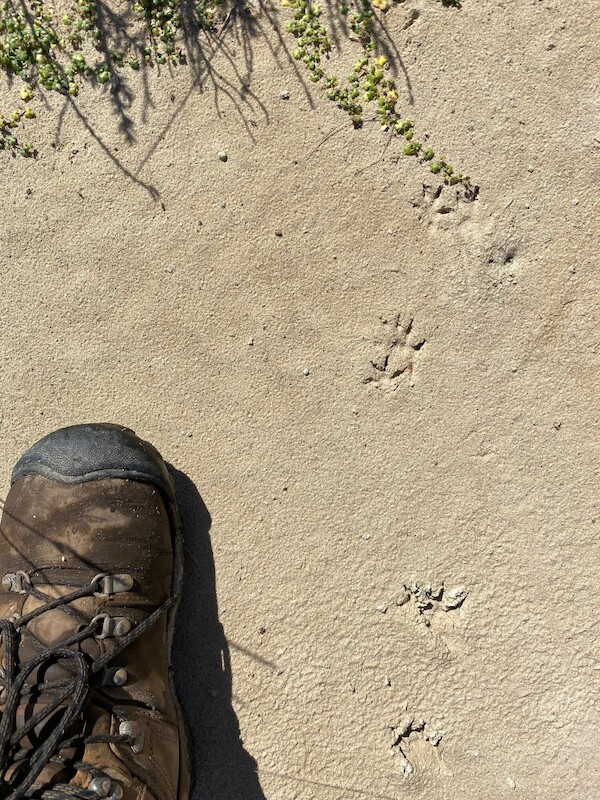 BushHeritageAus's tweet photo. 🐾 #TrackTuesday Alert!
Check out these rakali (water rat) tracks next to a human foot!
#WeLoveNature #Rakali #WaterRat #WildlifeTracking https://t.co/jRenJQvaNi