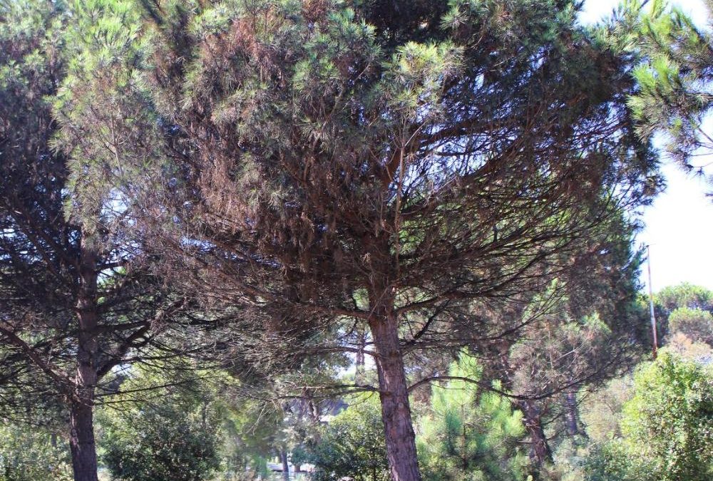 Pinete a rischio per la cocciniglia, a Pisa  convegno nazionale
I trattamenti rallentano l'infestazione, ma serve l'ok del Ministero per la sperimentazione dell'antagonista. 
Alcuni alberi colpiti anche a San Rossore, interventi in corso
bit.ly/4feo3Wg
#ParcoMSRM