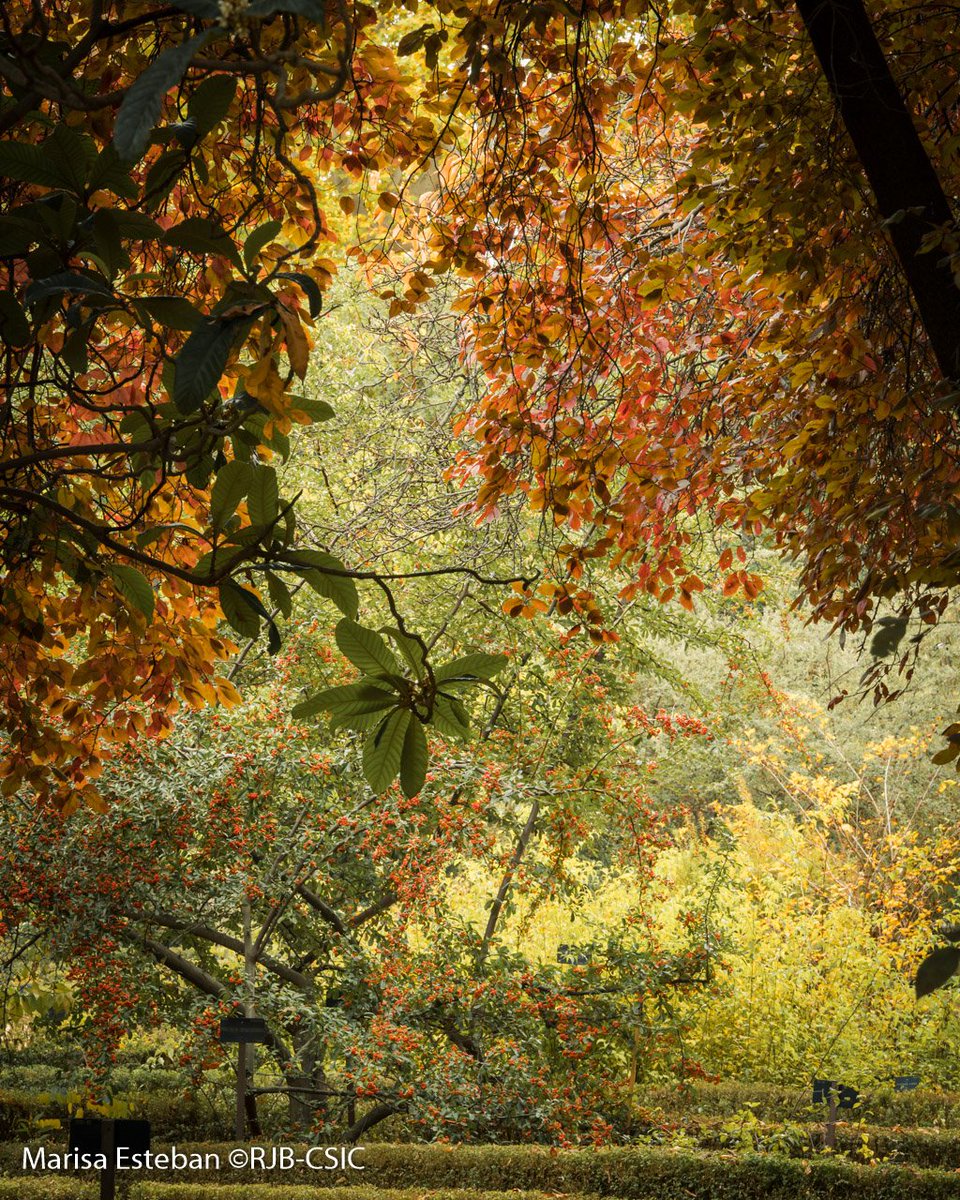 El otoño y sus mundos maravillosos.
#OtoñoRJB