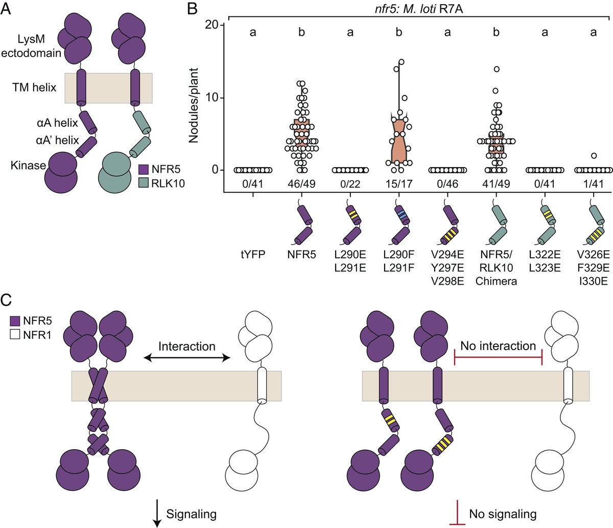 Magdalini Tsitsikli (@magda_tsitsikli) on Twitter photo Amazing work from my former group in <a href="/AarhusUni_int/">Aarhus University</a>
A conserved juxtamembrane motif in plant NFR5 receptors is essential for root nodule symbiosis | PNAS pnas.org/doi/10.1073/pn… Amazing work from my former group in <a href="/AarhusUni_int/">Aarhus University</a>
A conserved juxtamembrane motif in plant NFR5 receptors is essential for root nodule symbiosis | PNAS pnas.org/doi/10.1073/pn…