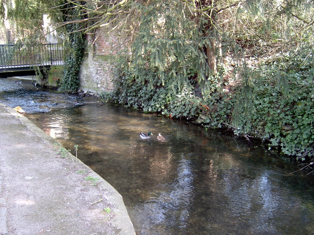 ValeAndDownland's tweet image. Day 4 of #Museum30 was #Habitat 
We are very lucky to have a rare chalk stream running through our town. The #LetcombeBrook runs from Letcombe Regis to East Hanney. The brook is a home to protected species such as white-clawed crayfish and water voles