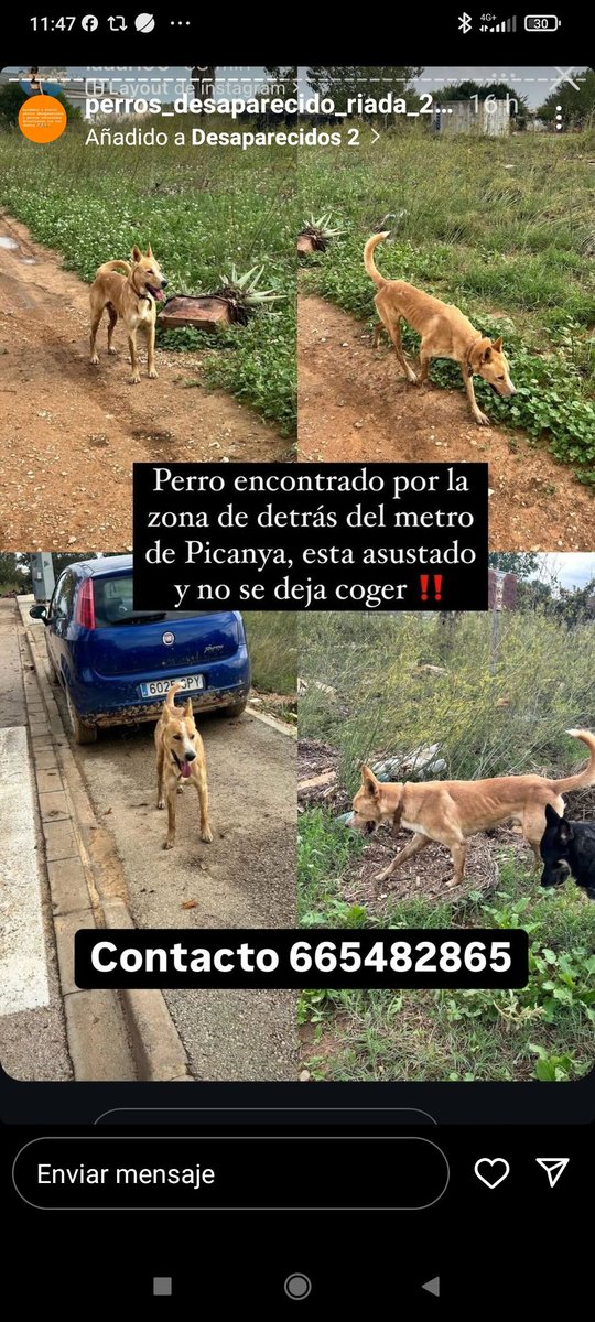 VidasSos's tweet image. ⚠️ ENCONTRADo #picanya #valencia #dana #AnimalesPerdidosDANA