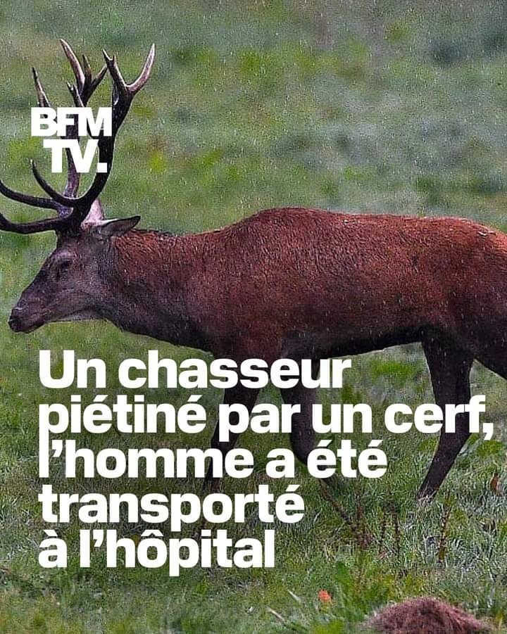 🔴 Le cerf lui a foncé dessus.
J'espère que le cerf va bien.
Hip hip hip hourra pour les animaux traqués qui se rebiffent 👏👏👍

 ➡️ l.bfmtv.com/37RK