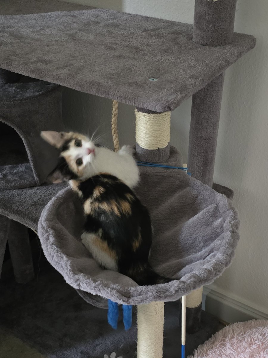 CakeNatty_'s tweet photo. @ADHDForReal This is Cammy and Shroomie 🥰 https://t.co/An7OzREzSt