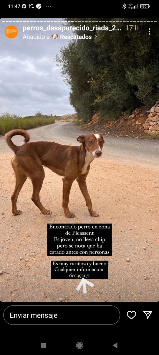 ⚠️ ENCONTRADO en #Picassent #Valencia⚠️

#Dana #AnimalesPerdidosDANA