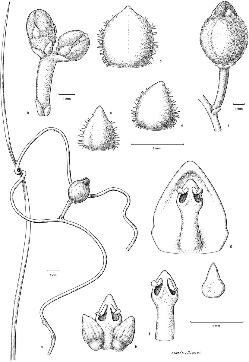Our revision of the parasitic genus Cassytha for Africa has just been published. It includes the new species Cassytha graminicola, growing on grasses and other monocots and is likely an annual. It is the first registered annual species in the Lauraceae.
ingentaconnect.com/content/nhn/bl…