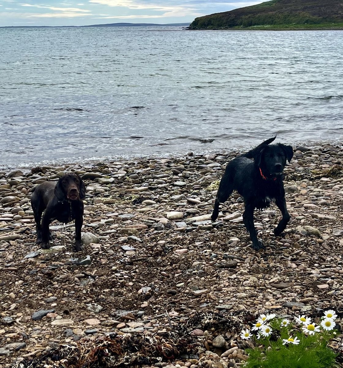 odd_zoe's tweet photo. Waulkmill at high tide, easier to get in the water and more stones to chase but Dad prefers low tide 🤷🏻‍♂️ 🐾 https://t.co/Klxd34J1N9