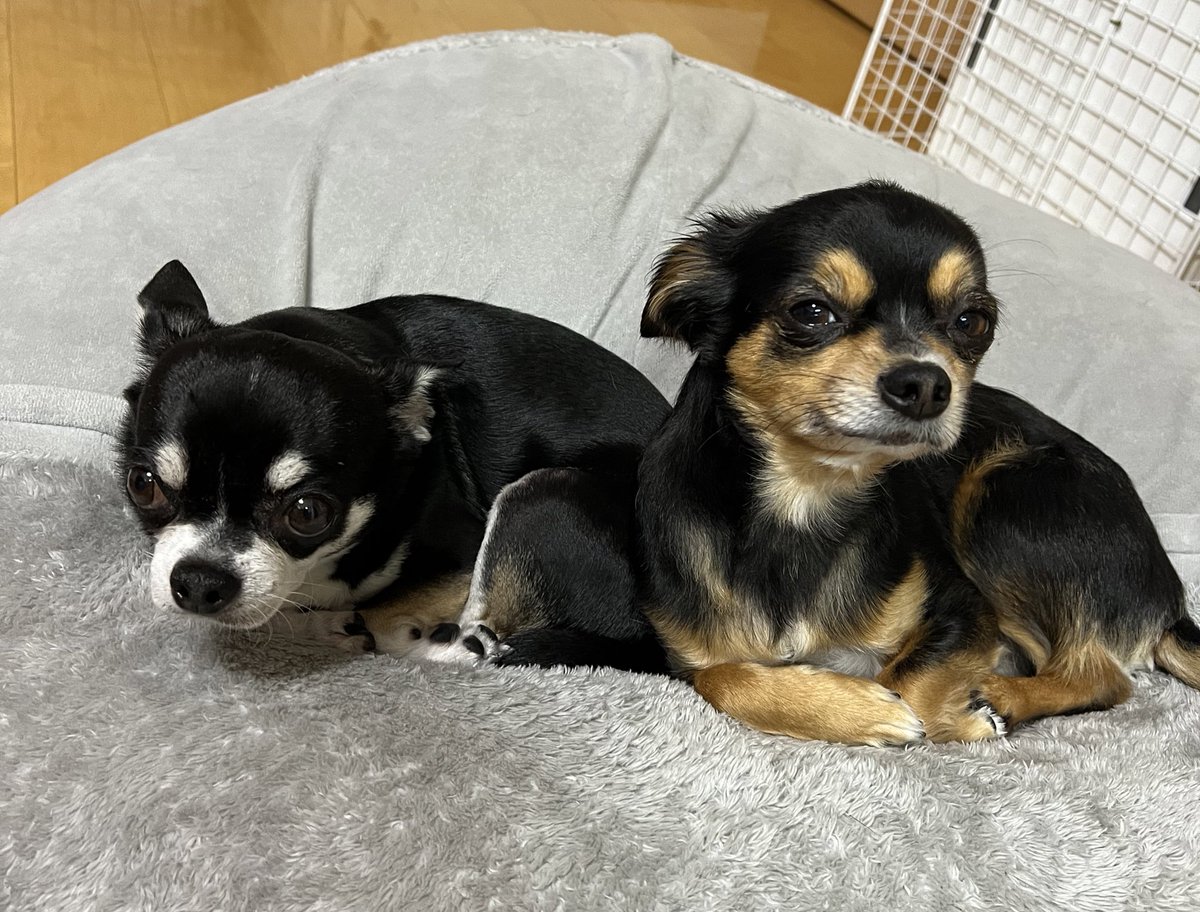 felice_dogs's tweet photo. ぴったりくっついてかわいすぎ😭

＃チワワ #犬服 ＃ファッション #毎日日記 #felice https://t.co/zEUxij24ha