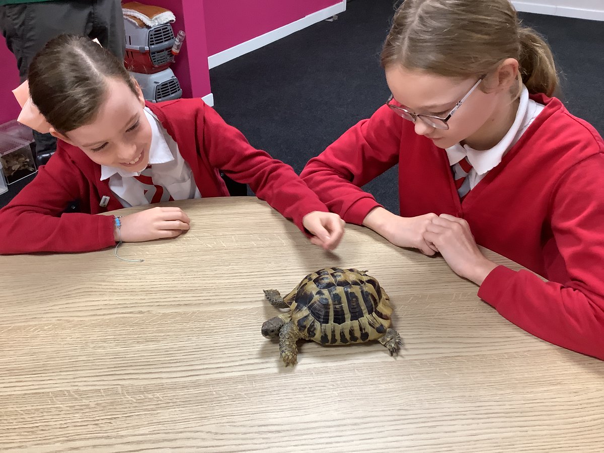 Captivating Creatures introducing Y6 to a whole variety of wonderful animals.